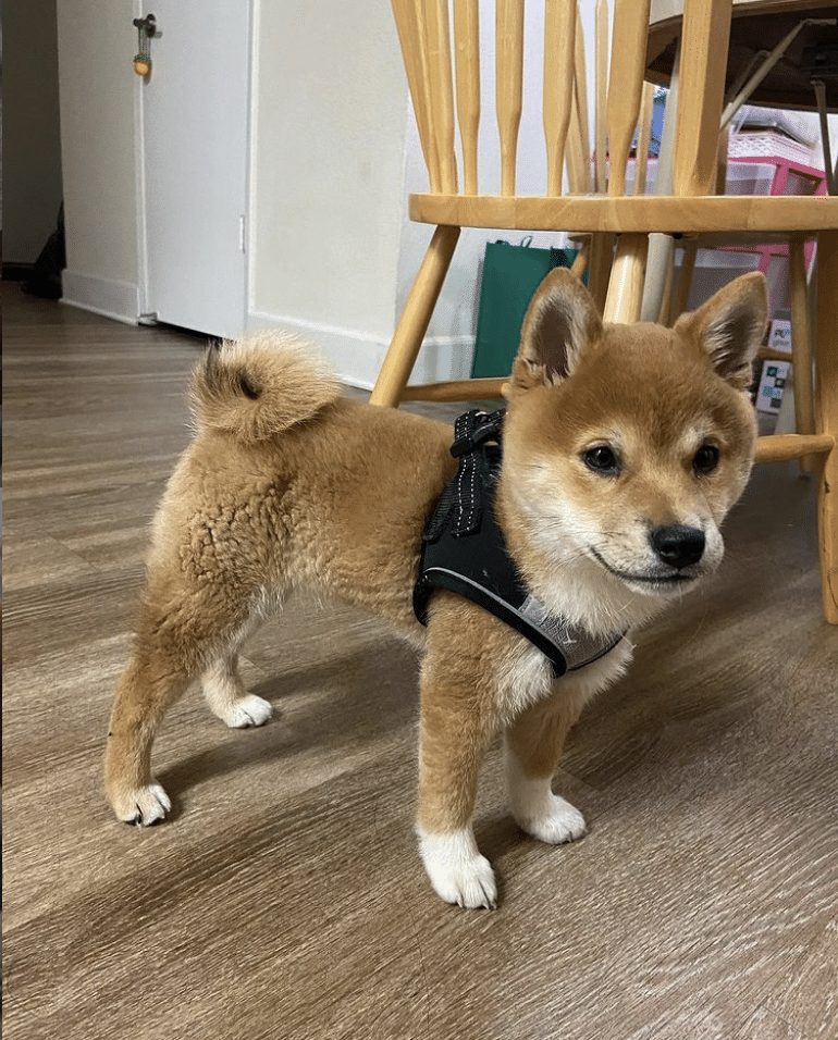 Shiba portrait from the NorCal Shiba site's image collection